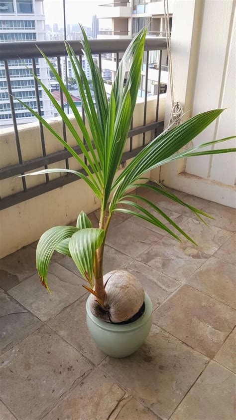 桌子太矮怎麼辦 椰子樹盆栽風水
